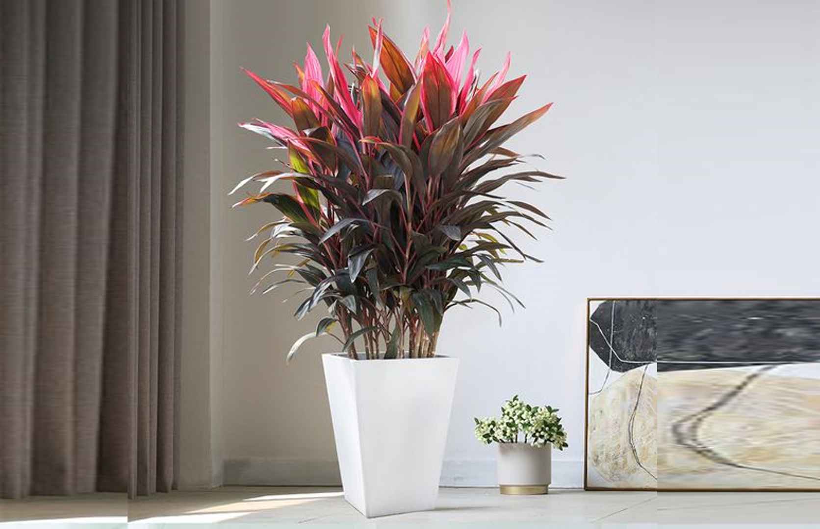 cafel - Cây huyết dụ