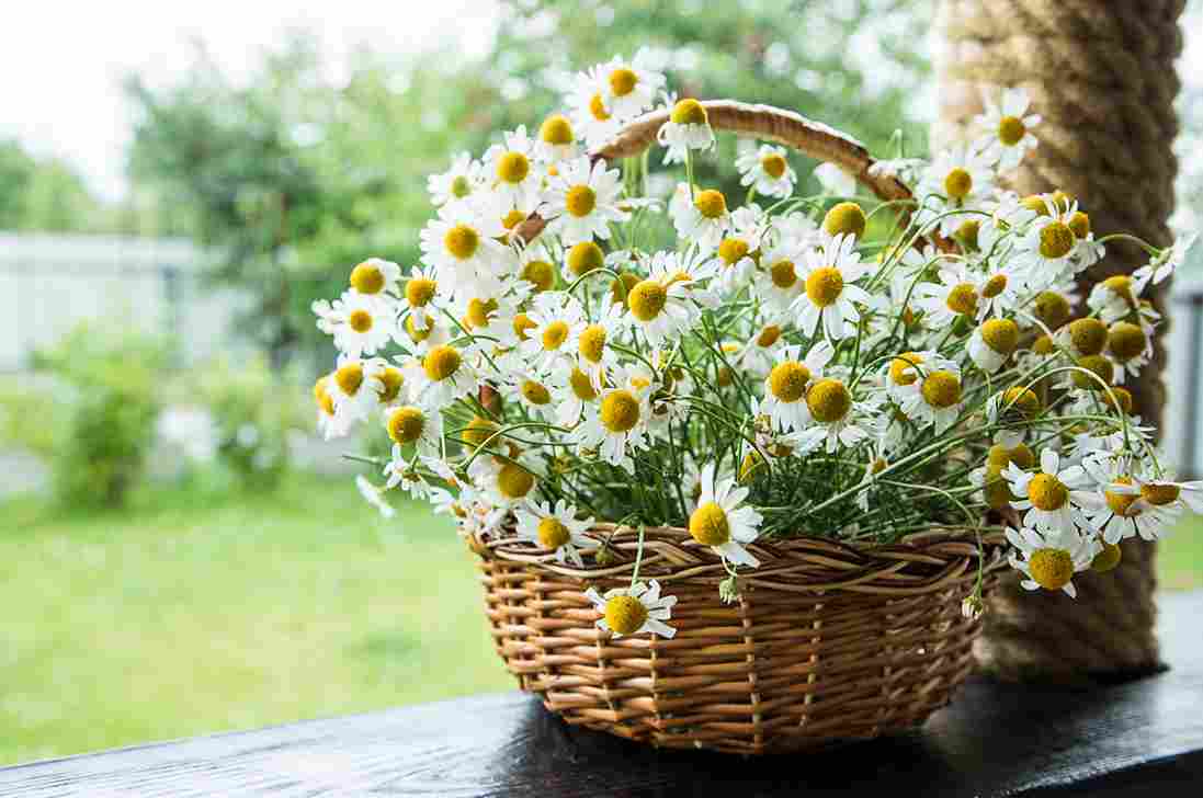 cafel - cây cúc La Mã