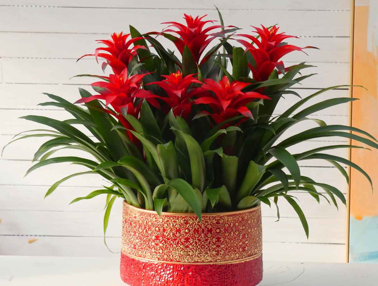 cafel - Hồng vận