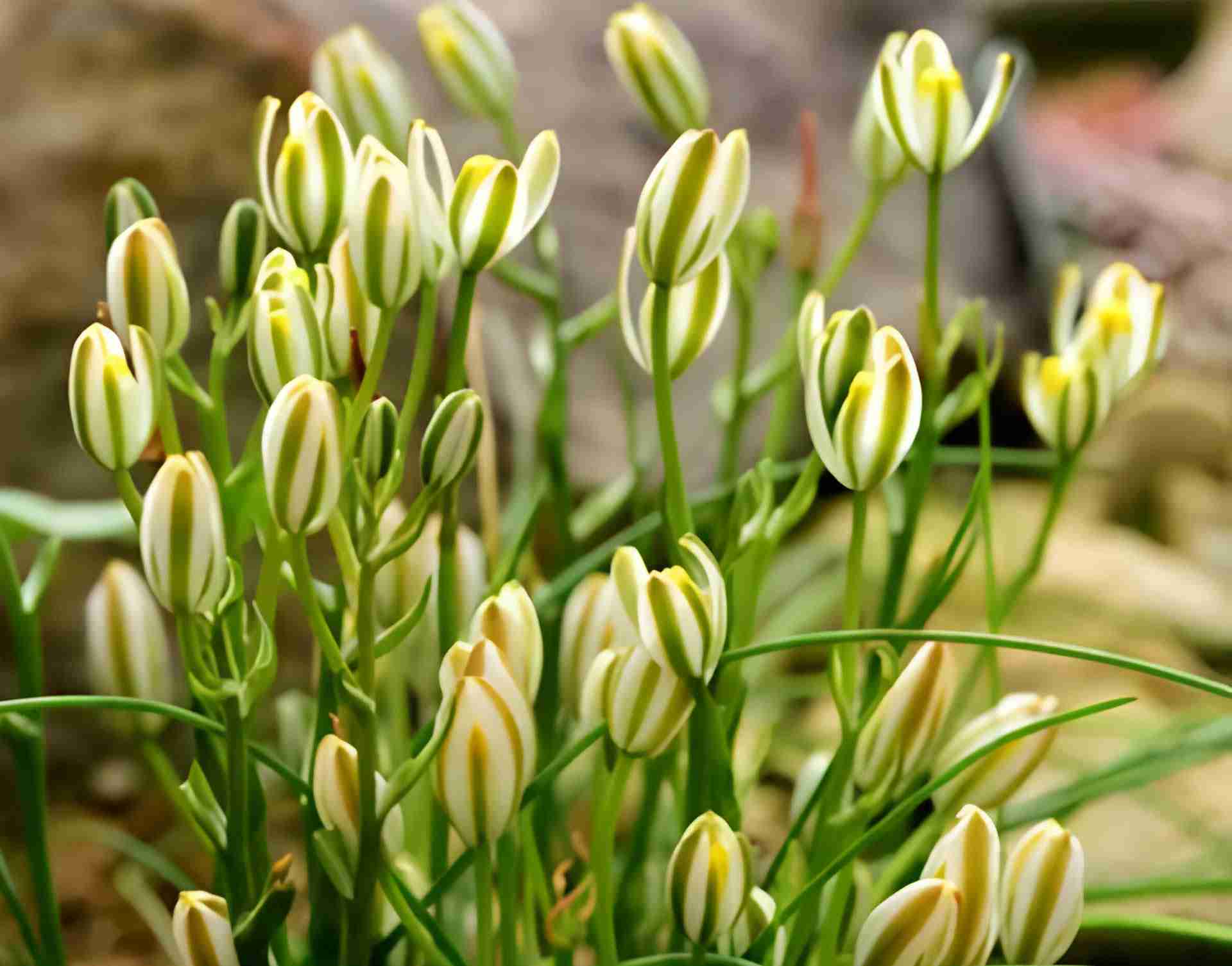 cafel - Hoa vệ binh