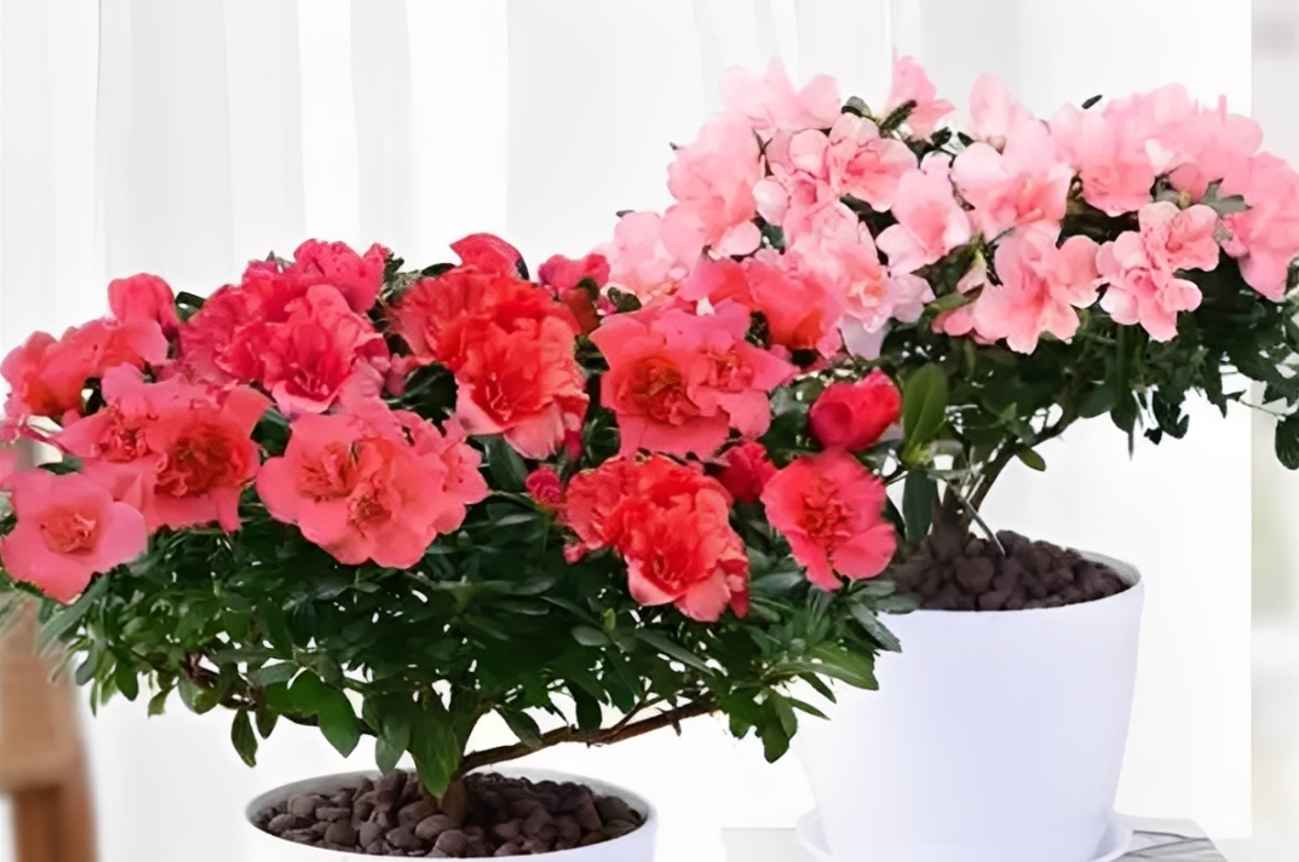 cafel - Hoa đỗ quyên