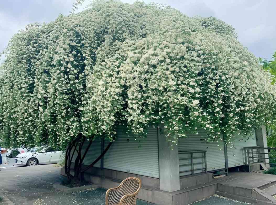 cafel - Cây mộc hương