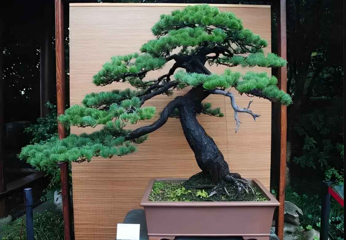 cafel - Tùng la hán