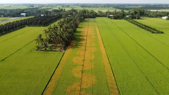 cafeL - đất nông nghiệp